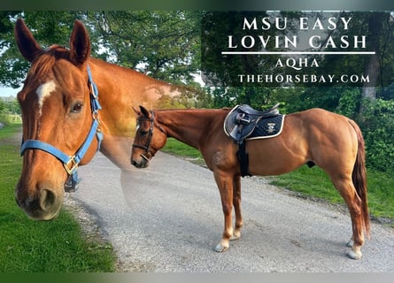 Quarter horse américain, Hongre, 13 Ans, 157 cm, Alezan cuivré