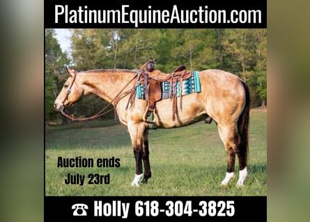 Quarter horse américain, Hongre, 13 Ans, 157 cm, Buckskin