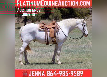 Quarter horse américain, Hongre, 13 Ans, 157 cm, Gris