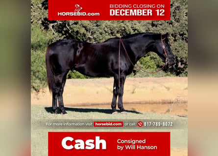 Quarter horse américain, Hongre, 13 Ans, 157 cm, Noir