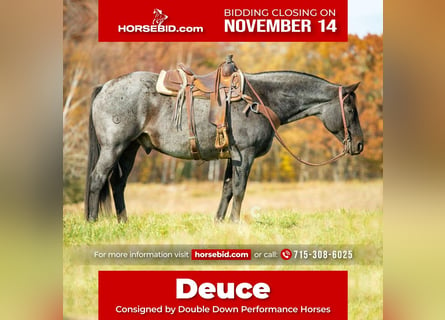 Quarter horse américain, Hongre, 13 Ans, 157 cm, Rouan Bleu