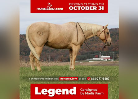 Quarter horse américain Croisé, Hongre, 13 Ans, 160 cm, Palomino