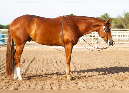 Quarter horse américain, Hongre, 13 Ans, 163 cm, Alezan cuivré