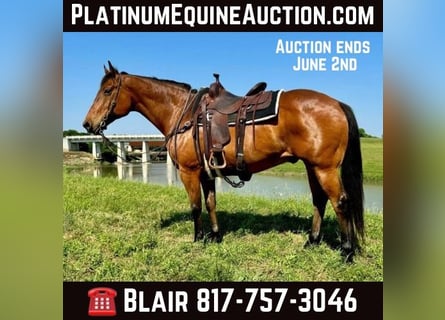 Quarter horse américain, Hongre, 13 Ans, 163 cm, Bai cerise