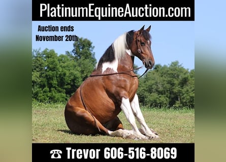 Quarter horse américain, Hongre, 13 Ans, 165 cm, Tobiano-toutes couleurs