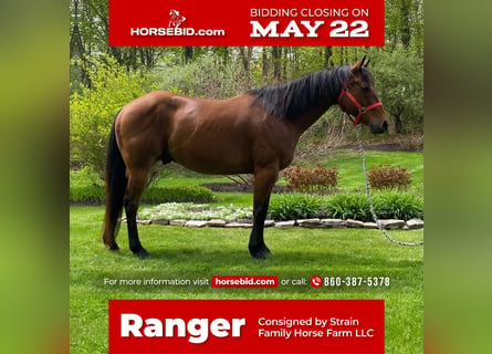 Quarter horse américain Croisé, Hongre, 13 Ans, Bai cerise
