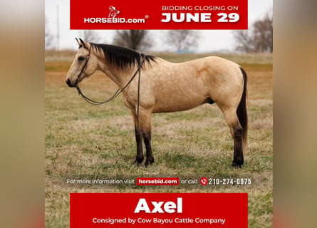 Quarter horse américain, Hongre, 13 Ans, Buckskin