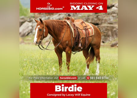 Quarter horse américain, Hongre, 13 Ans, Rouan Rouge