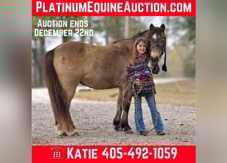 Quarter horse américain, Hongre, 14 Ans, 122 cm, Buckskin