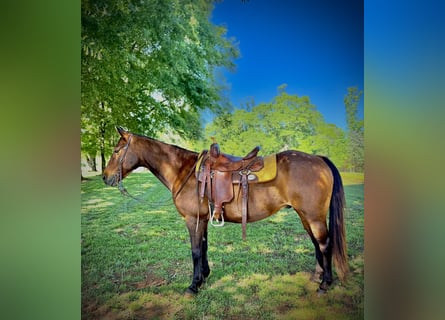 Quarter horse américain, Hongre, 14 Ans, 142 cm, Bai cerise