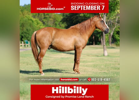 Quarter horse américain, Hongre, 14 Ans, 142 cm, Isabelle