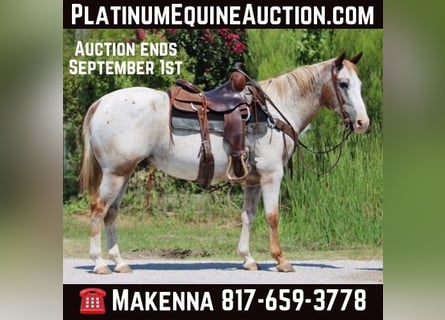 Quarter horse américain, Hongre, 14 Ans, 150 cm, Rouan Rouge