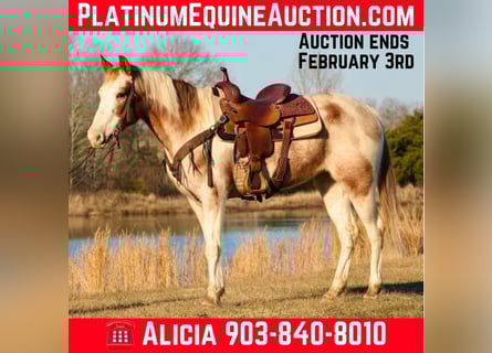 Quarter horse américain, Hongre, 14 Ans, 150 cm, Tobiano-toutes couleurs