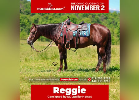 Quarter horse américain, Hongre, 14 Ans, 152 cm, Alezan brûlé