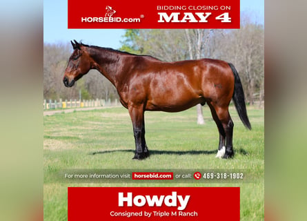 Quarter horse américain, Hongre, 14 Ans, 152 cm, Bai cerise