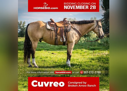 Quarter horse américain Croisé, Hongre, 14 Ans, 152 cm, Buckskin