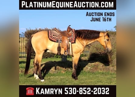Quarter horse américain, Hongre, 14 Ans, 152 cm, Buckskin