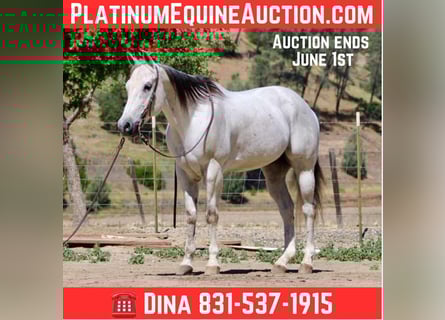 Quarter horse américain, Hongre, 14 Ans, 152 cm, Gris