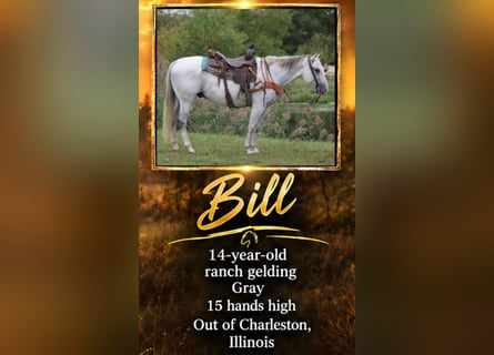 Quarter horse américain, Hongre, 14 Ans, 152 cm, Gris