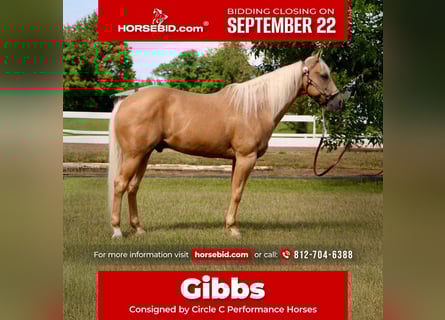 Quarter horse américain, Hongre, 14 Ans, 152 cm, Palomino