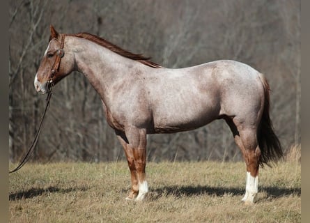 Quarter horse américain, Hongre, 14 Ans, 152 cm, Rouan Rouge