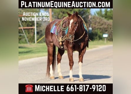 Quarter horse américain, Hongre, 14 Ans, 155 cm, Rouan Rouge
