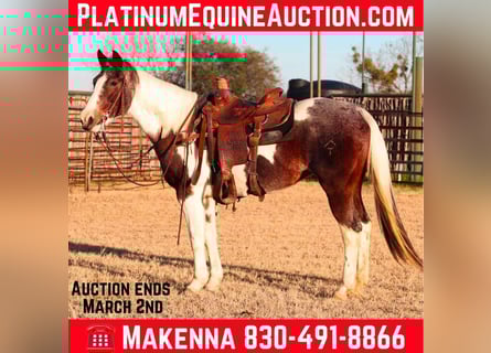 Quarter horse américain, Hongre, 14 Ans, 155 cm, Tobiano-toutes couleurs