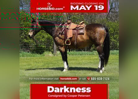 Quarter horse américain, Hongre, 14 Ans, 160 cm, Buckskin