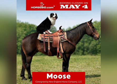 Quarter horse américain, Hongre, 14 Ans, 163 cm, Bai brun