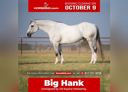 Quarter horse américain, Hongre, 14 Ans, 163 cm, Gris