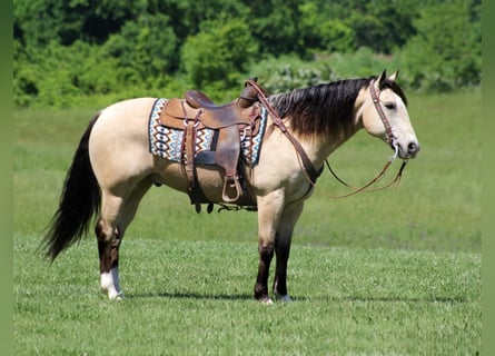 Quarter horse américain, Hongre, 14 Ans, Buckskin