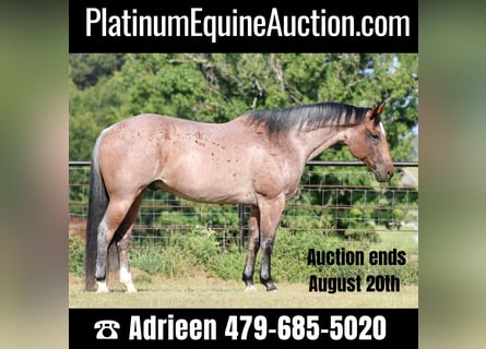 Quarter horse américain, Hongre, 14 Ans, Rouan Rouge