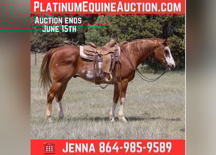 Quarter horse américain, Hongre, 14 Ans, Rouan Rouge