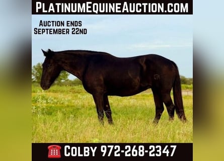 Quarter horse américain, Hongre, 15 Ans, 122 cm, Noir