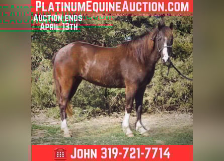 Quarter horse américain, Hongre, 15 Ans, 145 cm, Alezan cuivré