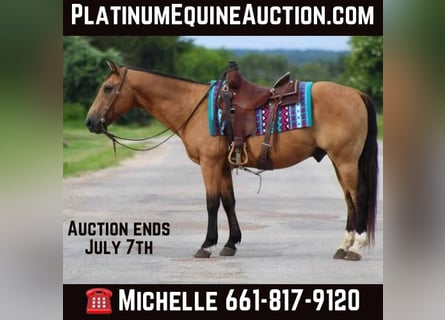 Quarter horse américain, Hongre, 15 Ans, 145 cm, Buckskin