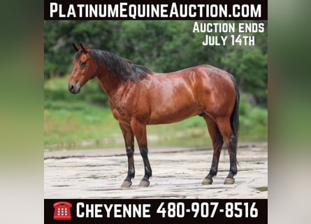 Quarter horse américain, Hongre, 15 Ans, 150 cm, Bai cerise