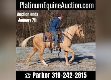 Quarter horse américain, Hongre, 15 Ans, 150 cm, Palomino
