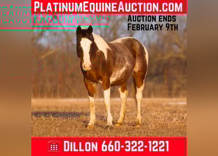 Quarter horse américain, Hongre, 15 Ans, 150 cm, Roan-Bay