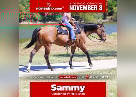 Quarter horse américain, Hongre, 15 Ans, 152 cm, Buckskin