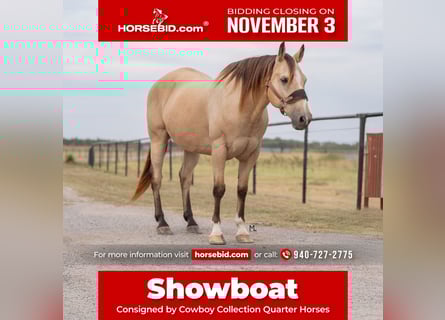 Quarter horse américain, Hongre, 15 Ans, 152 cm, Buckskin