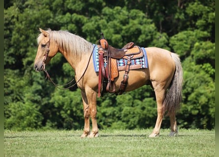 Quarter horse américain, Hongre, 15 Ans, 152 cm, Palomino