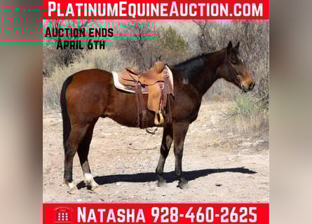 Quarter horse américain, Hongre, 15 Ans, 155 cm, Bai cerise