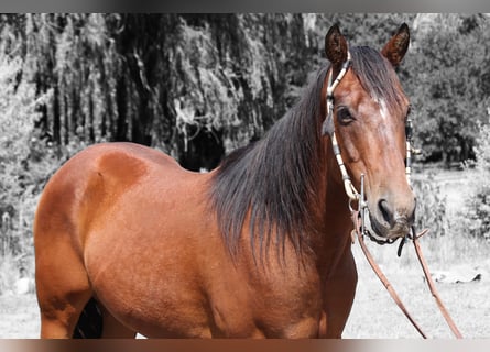 Quarter horse américain, Hongre, 15 Ans, 155 cm, Bai cerise