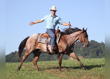 Quarter horse américain, Hongre, 15 Ans, 155 cm, Roan-Bay