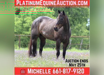 Quarter horse américain, Hongre, 15 Ans, 157 cm, Roan-Bay