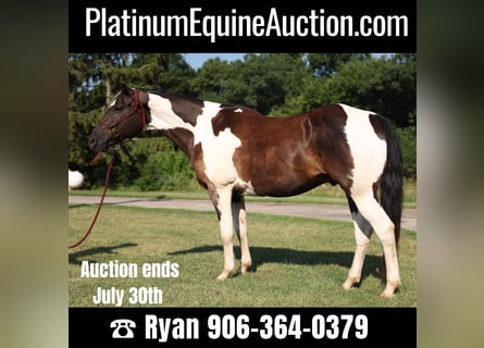Quarter horse américain, Hongre, 15 Ans, 157 cm, Tobiano-toutes couleurs