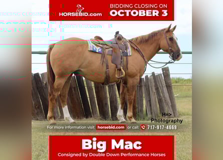 Quarter horse américain Croisé, Hongre, 15 Ans, 160 cm, Alezan dun