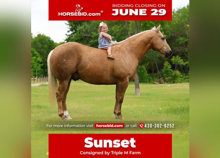 Quarter horse américain, Hongre, 15 Ans, Palomino
