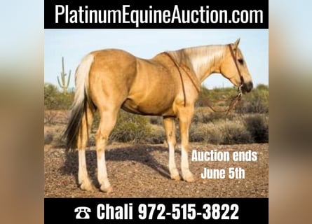 Quarter horse américain, Hongre, 15 Ans, Palomino